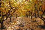 Cherry Orchard In Autumn 